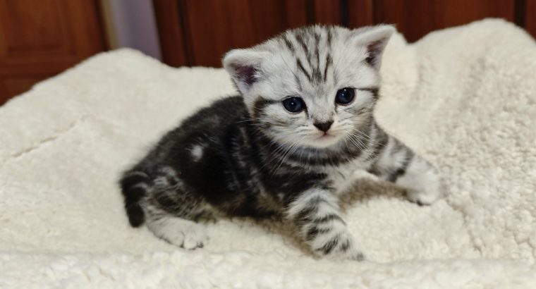 Brit rövidszőrű tabby kislány
