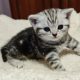 Brit rövidszőrű tabby kislány