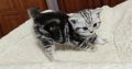 Brit rövidszőrű tabby kislány