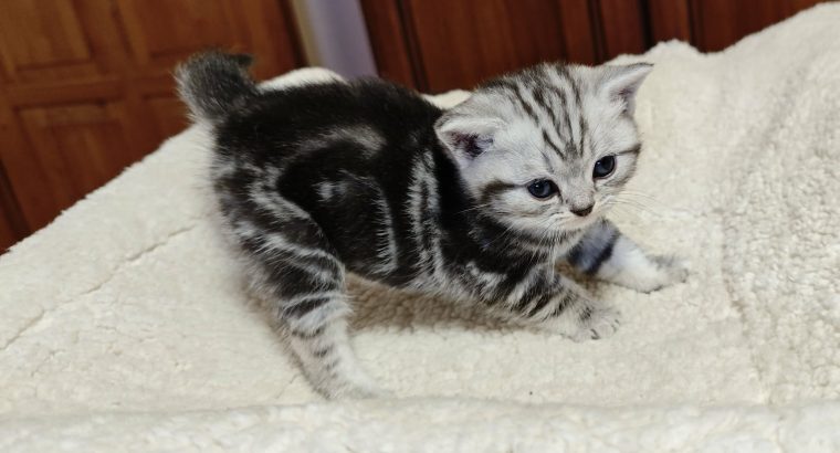 Brit rövidszőrű tabby kislány