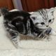 Brit rövidszőrű tabby kislány