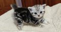 Brit rövidszőrű tabby kislány