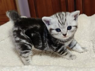 Brit rövidszőrű tabby kislány