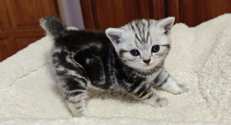 Brit rövidszőrű tabby kislány