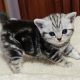 Brit rövidszőrű tabby kislány