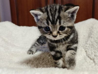 Brit rövidszőrű tabby kislány