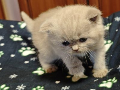 Brit rövidszőrű fawn kisfiú