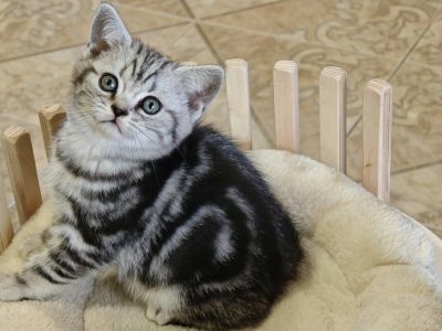Brit rövidszőrű tabby kislány