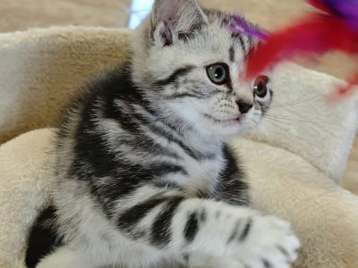 Brit rövidszőrű tabby kisfiú