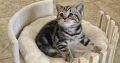 Brit rövidszőrű tabby kislány