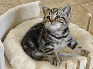 Brit rövidszőrű tabby kislány