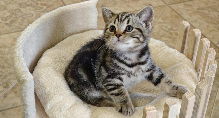 Brit rövidszőrű tabby kislány