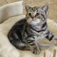 Brit rövidszőrű tabby kislány