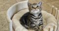 Brit rövidszőrű tabby kislány