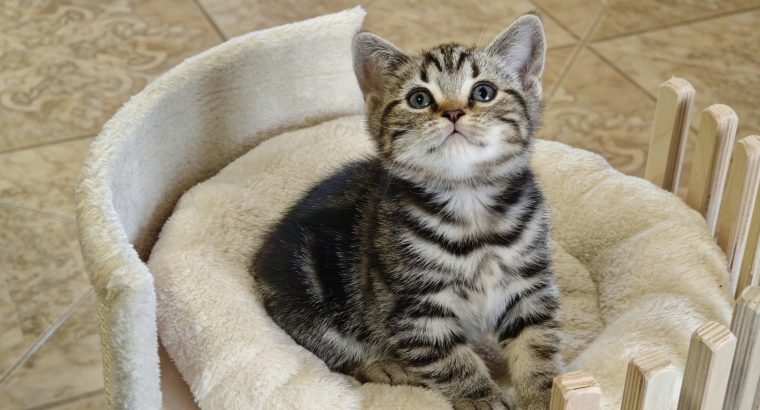 Brit rövidszőrű tabby kislány