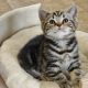 Brit rövidszőrű tabby kislány