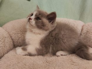 Lila bicolor brit kislány