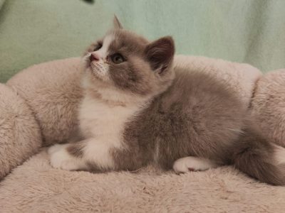 Lila bicolor brit kislány