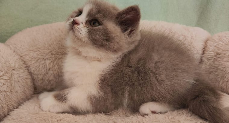 Lila bicolor brit kislány