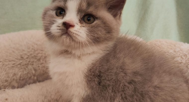 Lila bicolor brit kislány