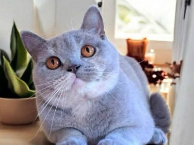 Lila krem kislany