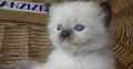 Ragdoll Boyl ++Seal Point! Tovább