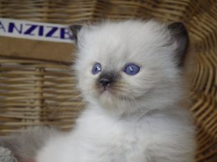 Ragdoll Boyl ++Seal Point! Tovább