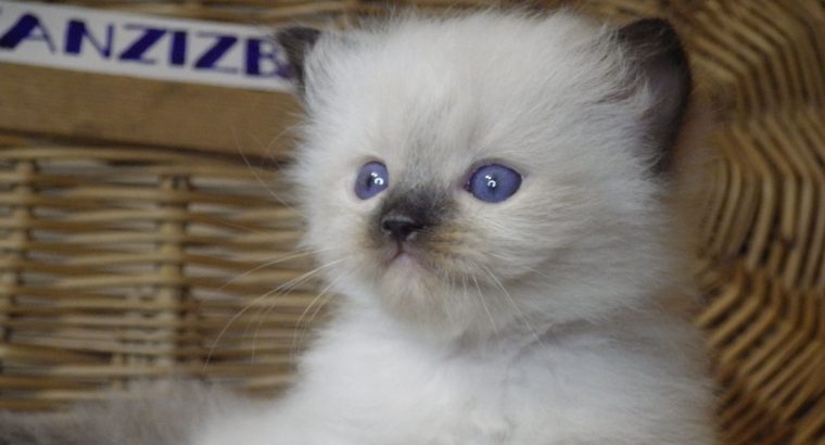 Ragdoll Boyl ++Seal Point! Tovább