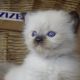 Ragdoll Boyl ++Seal Point! Tovább