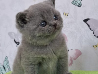Pufi a brit rövidszőrű kis kandúr