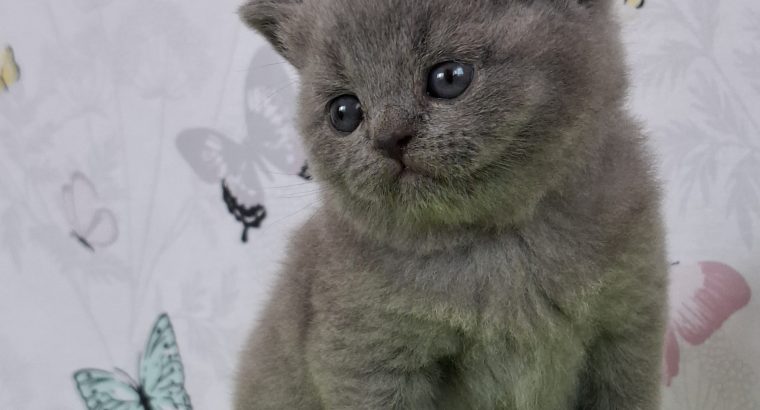 Pufi a brit rövidszőrű kis kandúr