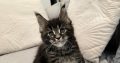 Nothwyn Maine Coon kicsi