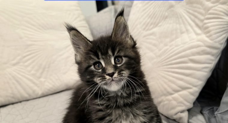 Nothwyn Maine Coon kicsi