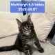 Nothwyn Maine Coon kicsi