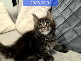 Nothwyn Maine Coon kicsi