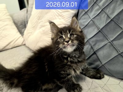 Nothwyn Maine Coon kicsi