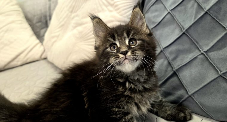Nothwyn Maine Coon kicsi