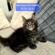 Nothwyn Maine Coon kicsi