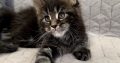 Nothwyn Maine Coon kicsi