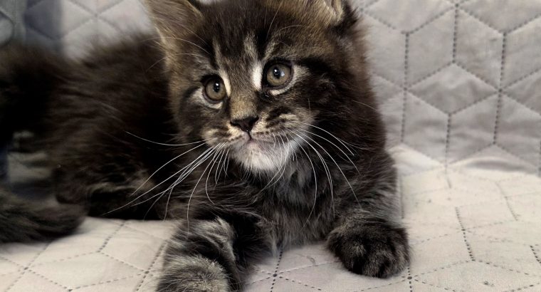 Nothwyn Maine Coon kicsi
