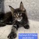 Nothwyn Maine Coon kicsi