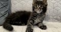 Nothwyn Maine Coon kicsi
