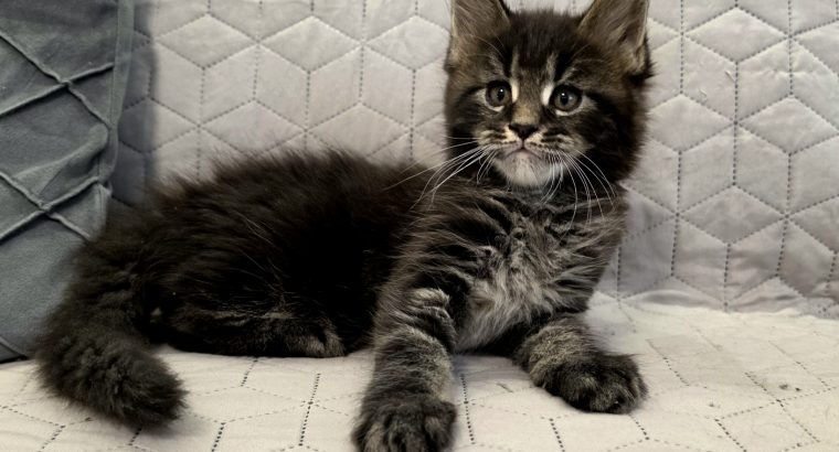 Nothwyn Maine Coon kicsi