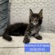 Nothwyn Maine Coon kicsi
