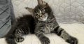 Nothwyn Maine Coon kicsi