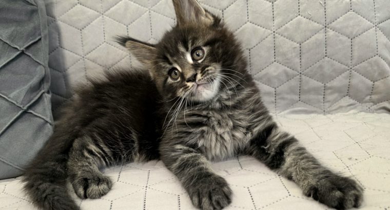 Nothwyn Maine Coon kicsi