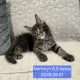 Nothwyn Maine Coon kicsi