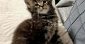 Neraya Maine Coon nőstény kiscica