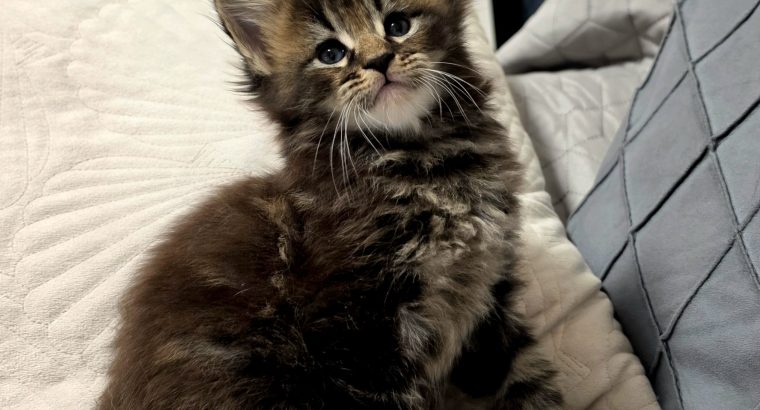 Neraya Maine Coon nőstény kiscica