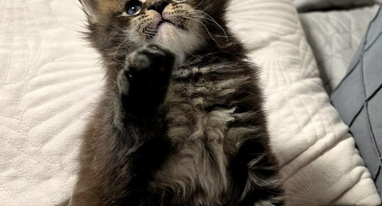 Neraya Maine Coon nőstény kiscica